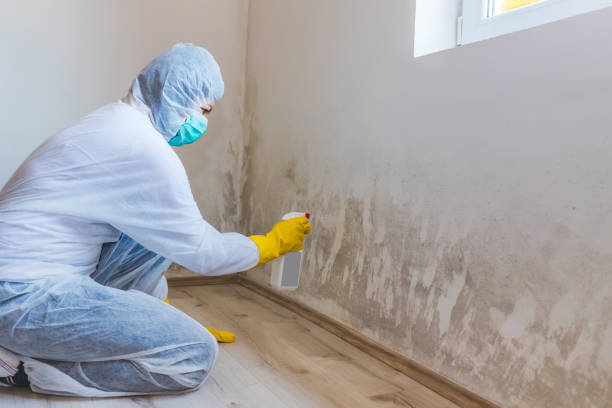 Licensed Basement Mold Removal service in Aberdeen, MD - WQB Mold Removal