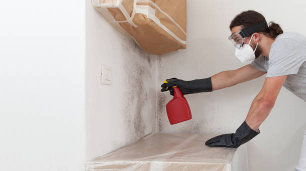Professional Basement Mold Removal technician working in Aberdeen, MD