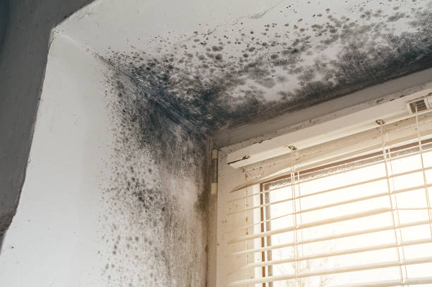 Affordable Basement Mold Removal solutions in Aberdeen, MD